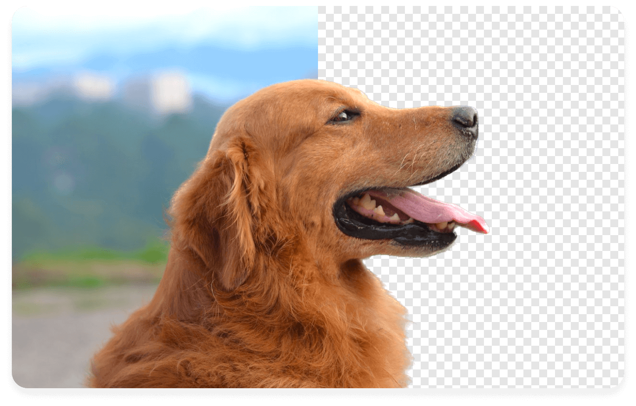 Easy-to-use & Time-saving Background Removal Tool